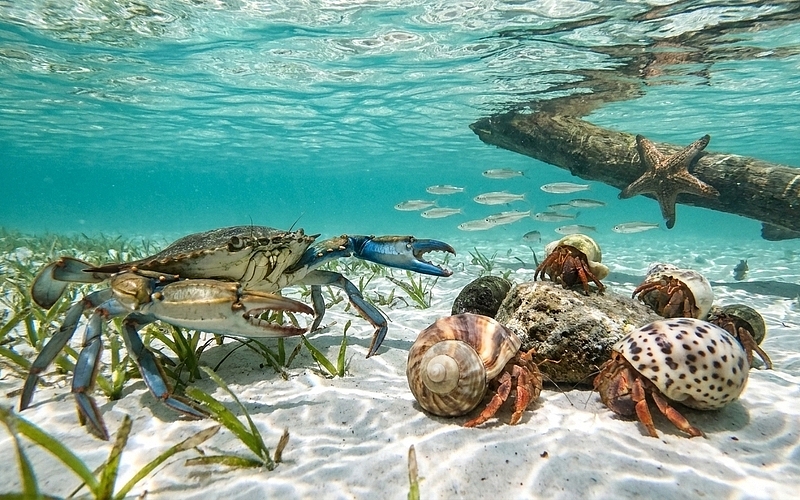 Blue Crabs, Hermit Crabs & Other Sea Life at Crab Island