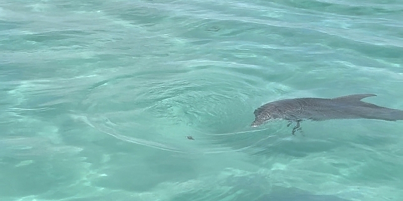 What Type of Dolphins are in Destin & What Are Some Fun Facts About Them