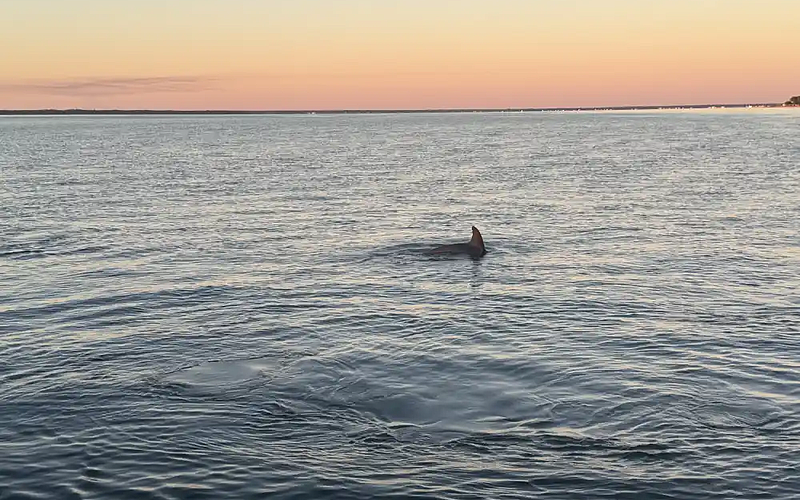 What Sea Life Is Normally Spotted at Crab Island