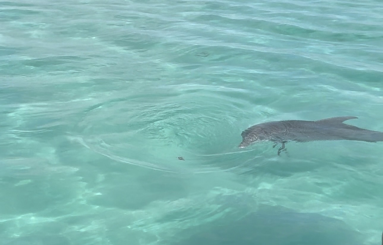 Bottlenose dolphins in Destin swimming in pods, playing, and hunting in the Gulf of Mexico