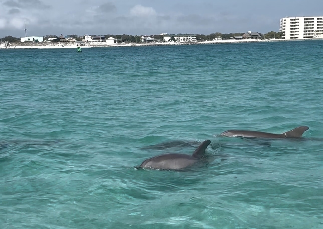 What Type of Dolphins are in Destin, and What are Some Fun Facts about Them