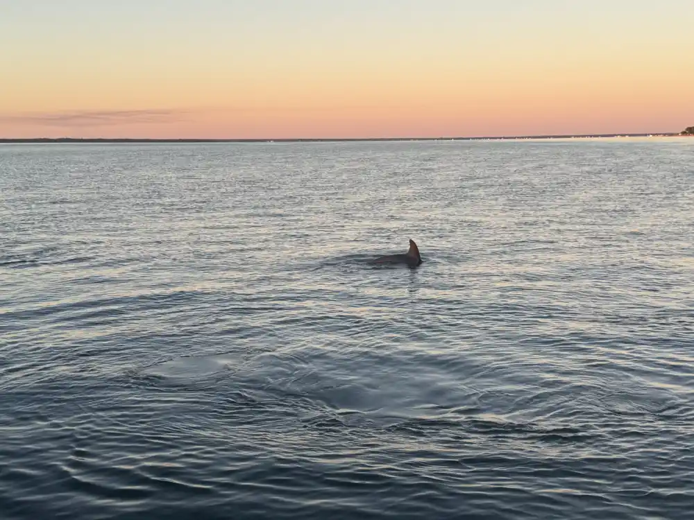 What Sea Life Is Normally Spotted at Crab Island