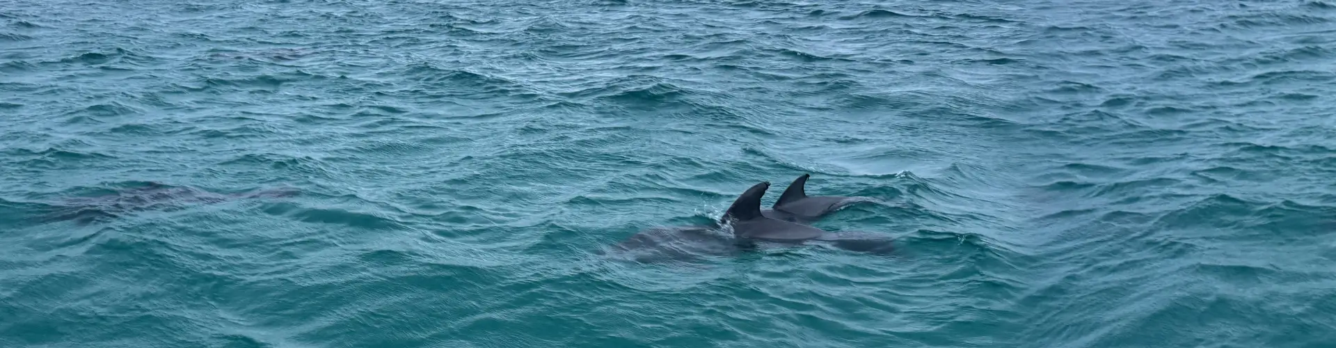 Destin Boat Ride with Possible Dolphin Sightings