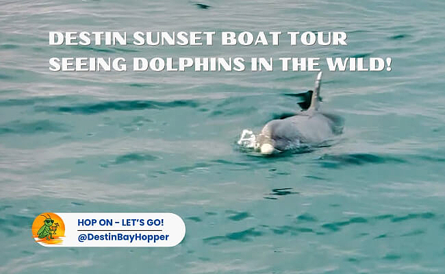 Destin Sunset Cruise | With Dolphin Sightings!